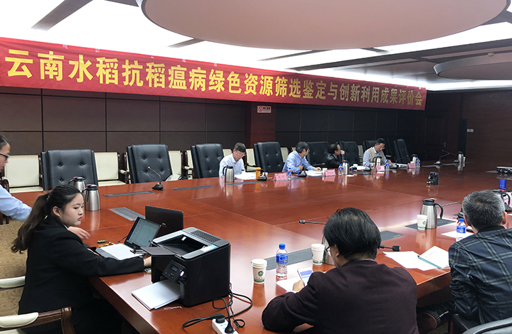 云南水稻抗稻瘟病绿色资源筛选鉴定与创新利用 anli.jpg